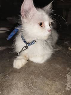 persion cat for sale urgent