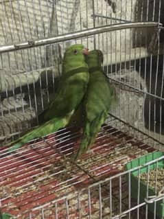 green parrot pair