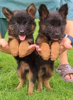 original German Shepherd long coat pair puppies available for sale