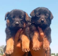 German Shepherd male female for sale