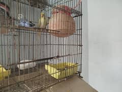 budgies (baajri) 0ne pair and one male (total-03) with cage