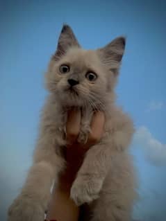 Persian cat / triple coat / Kittens / cat babies 0