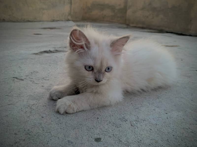 Persian cat / triple coat / Kittens / cat babies 1