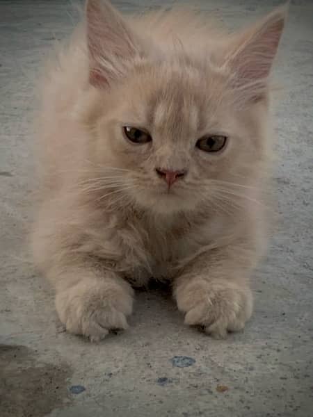 Persian cat / triple coat / Kittens / cat babies 5