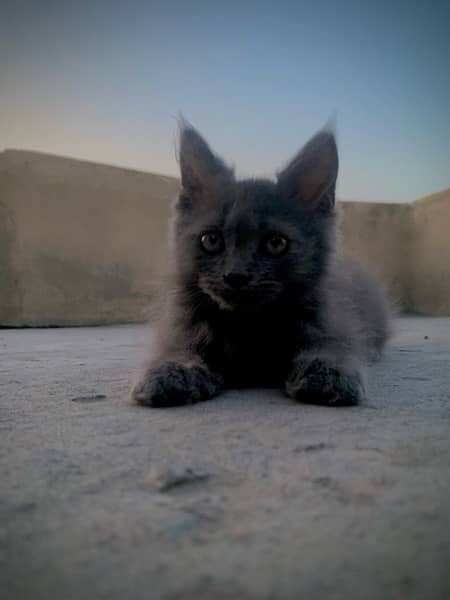 Persian cat / triple coat / Kittens / cat babies 7