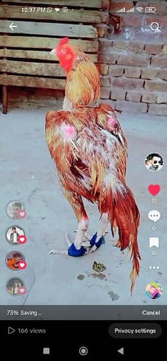 peela Aseel murga age 1.5 years and huge iron cage exchange possible 0