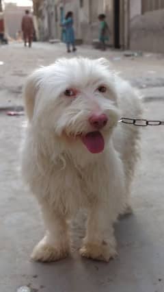 Shih tzu dog fully tamed for sale cont. wtsp 03091665314