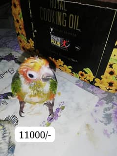 Sunconure