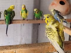 Hogoromo Australian Parrots, Pied Doves and Java sparrows Pairs