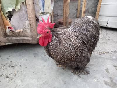 Bentum Pair gray colour healthy male female