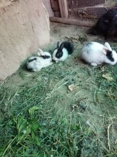 Rabbit babies for sale