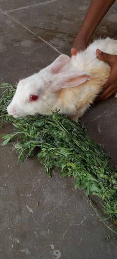 Rabbit male and females