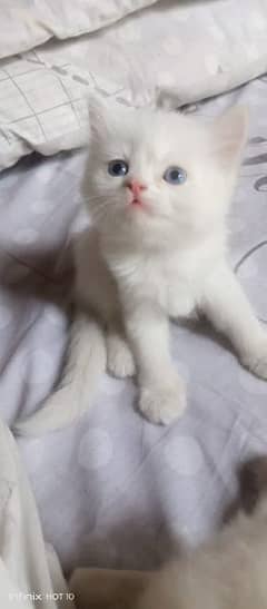 pure white persian Blue eyes triple coted kitten's #03216628846)