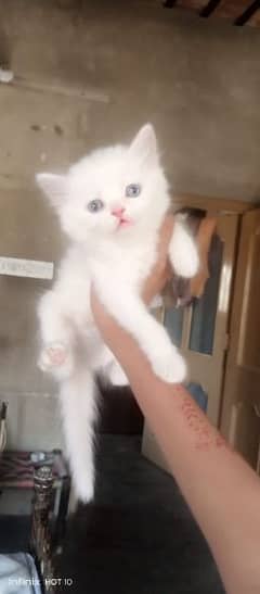 pure white persian Blue eyes triple coted kitten's #03216628846)