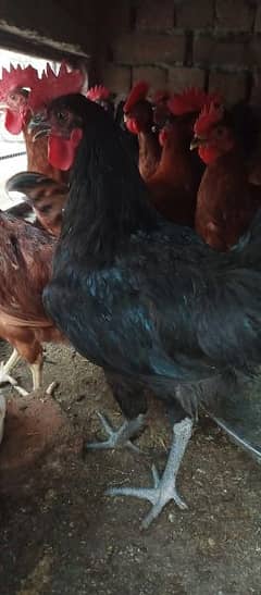 Australorp and Rir cook