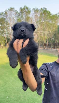 Black German shepherd puppies available for sale
