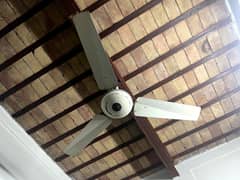 Ceiling fans (pure cooper)