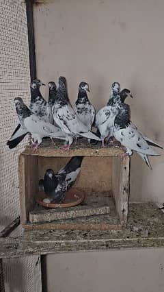 Teddy pigeons kabootar 23