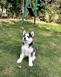 Siberian Husky puppies for sale