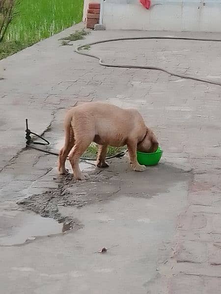 Labrador dog  for sale 3