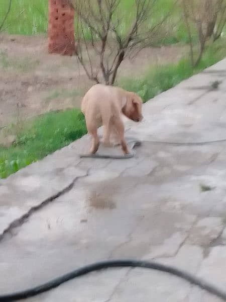 Labrador dog  for sale 4