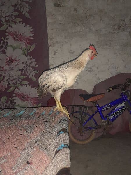 misri cock 2