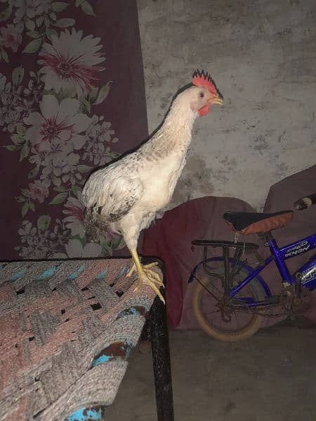 misri cock 3