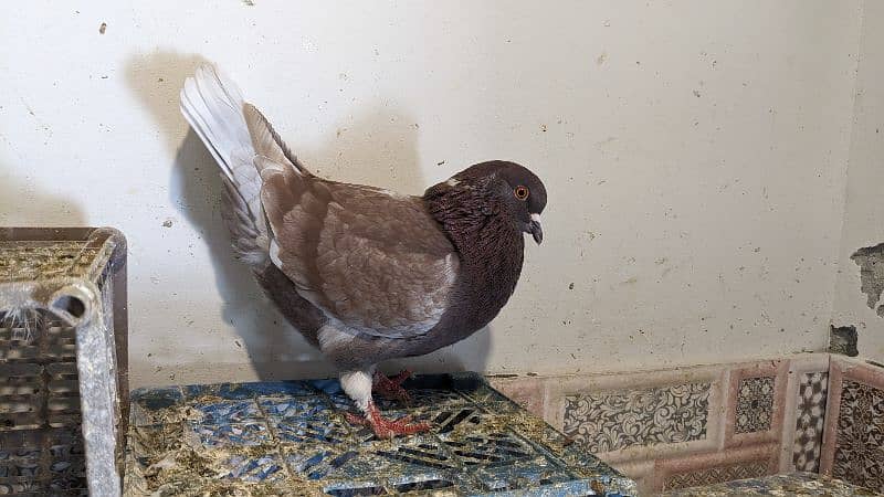 breeder male king pigeon 2