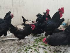Australorp Hens for Sale