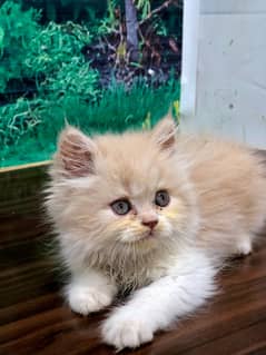 Persian / Kitten / Triple coat / Cute Cats / Fluffy Cat / small kitte