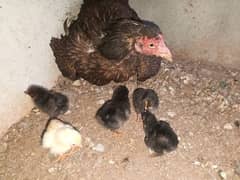 hen for sale pure aseel with 5 Chicks