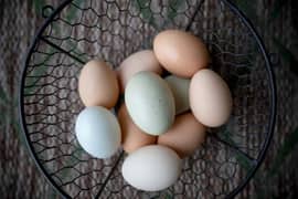 aseel fresh fertile eggs