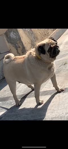 A plus show quality pug female