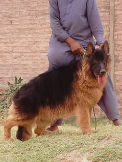 German Shepherd female full long reader 14 mahine for sale