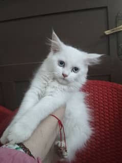 2 months male kittens for sale