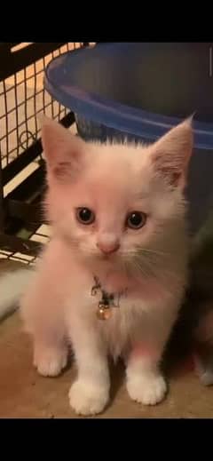 white triple coated male cat