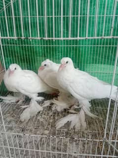 Pigeon pom gubara pouter chicks