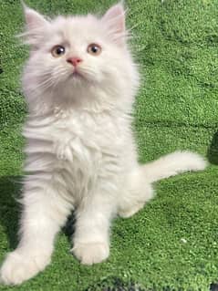 Persian kittens