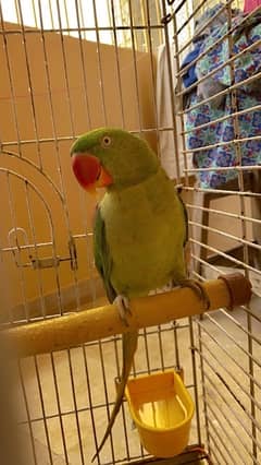 Pahari parrot male female 50 50 percent