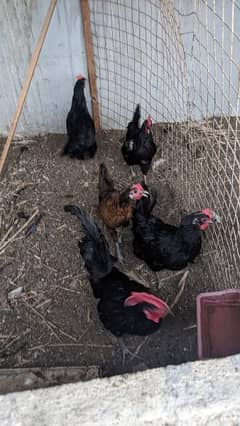 Pure Australorp Egg Laying Set And 1 Rir Young Male Available