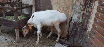 Dhumbay for sale white 7 month brown 6 month ghar ky palay huyy hain