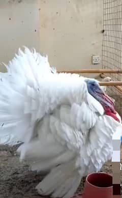 white turkey