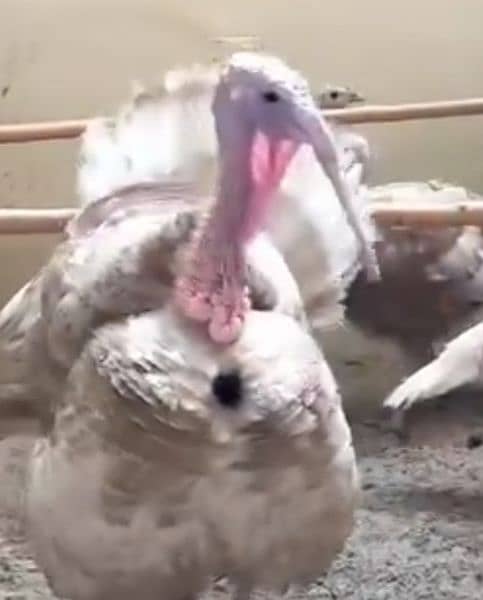 white turkey 1