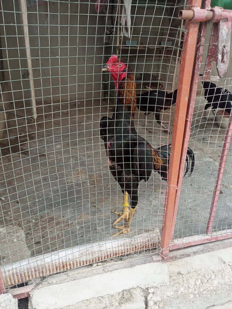 oh shamo chicks available 5