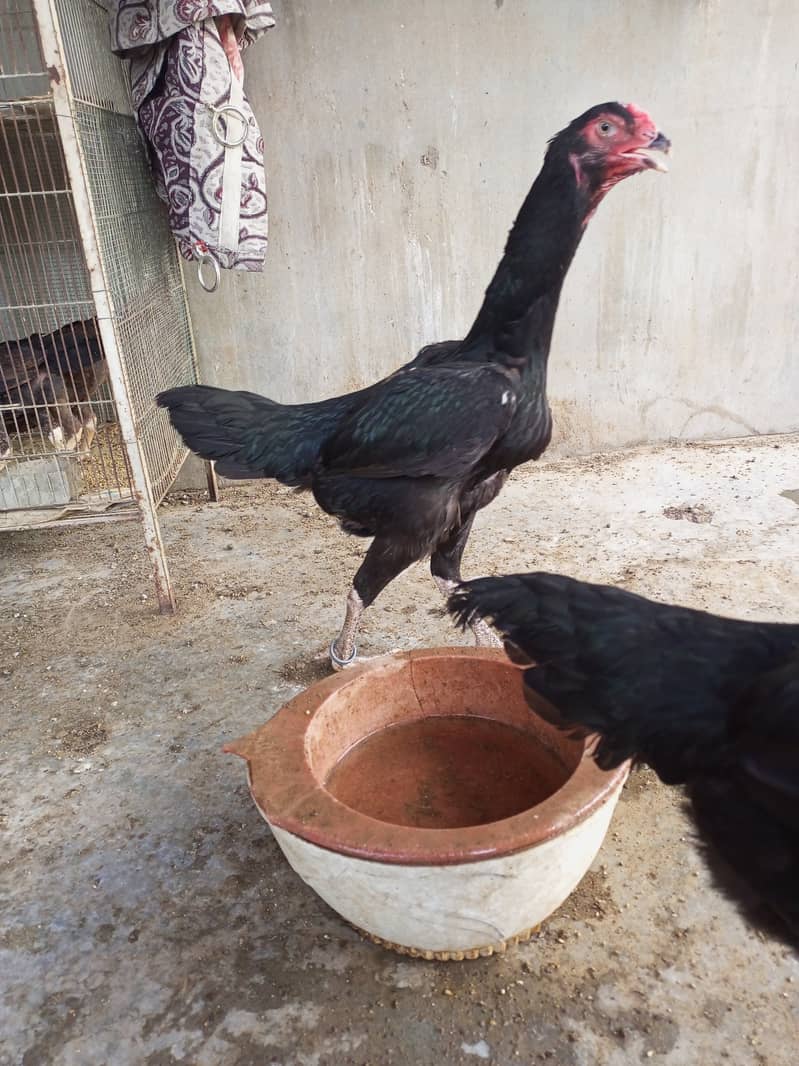 oh shamo chicks available 8