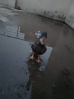 4 months duck for sale