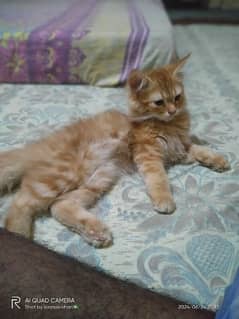 Persian cat 4 months ka baccha h har chizz khatha h