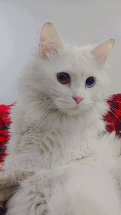 persian cat for sale odd eyes.