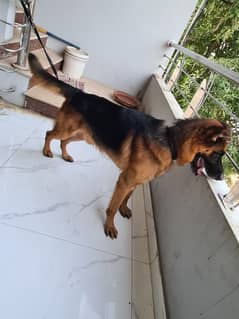 German shepherd for sale in karachi