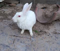 rabbit for sale price male femal 3000